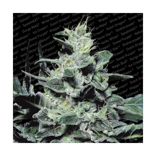 Nebula (Paradise Seeds) Feminiserede