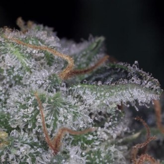 Nebula (Paradise Seeds) Feminiserede