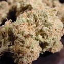 Nebula (Paradise Seeds) Feminiserede