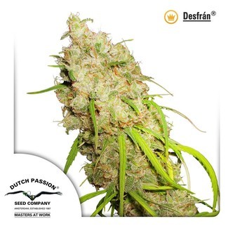 Desfr&aacute;n (Dutch Passion) feminiserede cannabisfr&oslash;