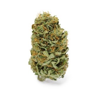 Amnesia Haze (Zamnesia Seeds) Feminiserede