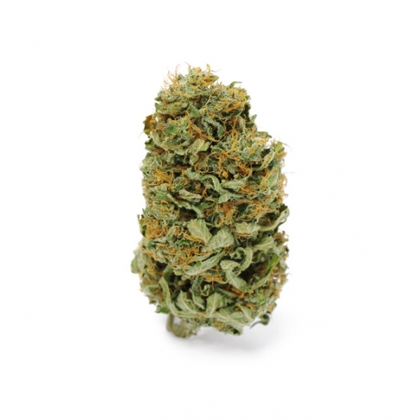 Amnesia Haze (Zamnesia Seeds) Feminiserede