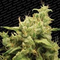 Opium (Paradise Seeds) Feminiserede