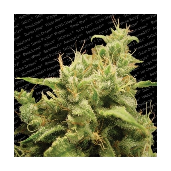 Opium (Paradise Seeds) Feminiserede