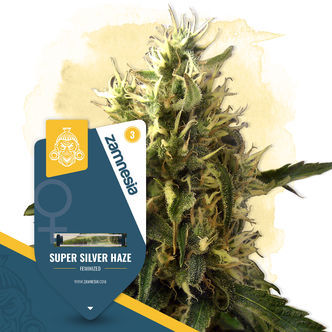 Super Silver Haze (Zamnesia Seeds) feminiserede cannabisfr&oslash;