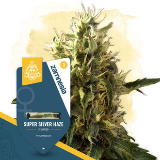 Super Silver Haze (Zamnesia Seeds) Feminiserede