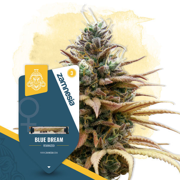 Blue Dream (Zamnesia Seeds) Feminiserede