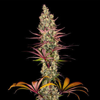 Blue Dream (Zamnesia Seeds) Feminiserede