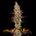 Blue Dream (Zamnesia Seeds) Feminiserede