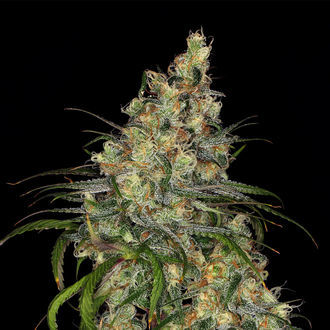 Blue Dream (Zamnesia Seeds) Feminiserede