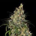 Blue Dream (Zamnesia Seeds) Feminiserede