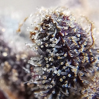 Blue Dream (Zamnesia Seeds) Feminiserede