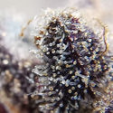 Blue Dream (Zamnesia Seeds) Feminiserede