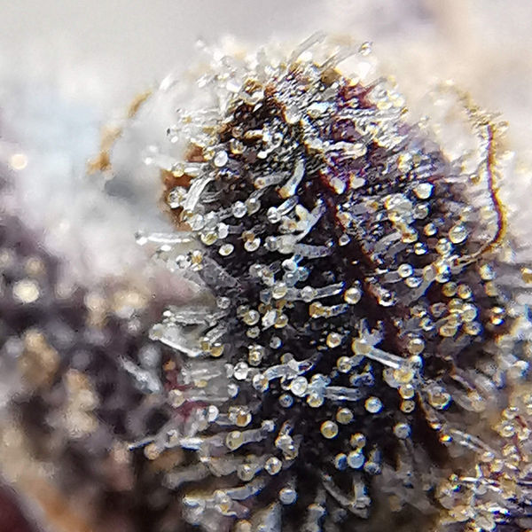 Blue Dream (Zamnesia Seeds) Feminiserede