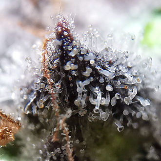 Blue Dream (Zamnesia Seeds) Feminiserede
