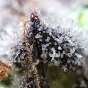 Blue Dream (Zamnesia Seeds) Feminiserede