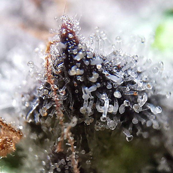 Blue Dream (Zamnesia Seeds) Feminiserede
