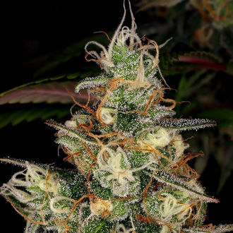 Blue Dream (Zamnesia Seeds) Feminiserede
