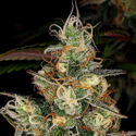 Blue Dream (Zamnesia Seeds) Feminiserede