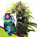 Northern Lights (Zamnesia Seeds) Feminiserede