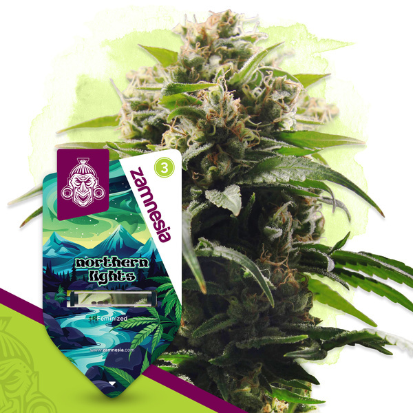 Northern Lights (Zamnesia Seeds) Feminiserede