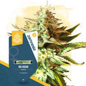 OG Kush (Zamnesia Seeds) Feminiserede
