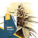 White Widow (Zamnesia Seeds) Feminiserede