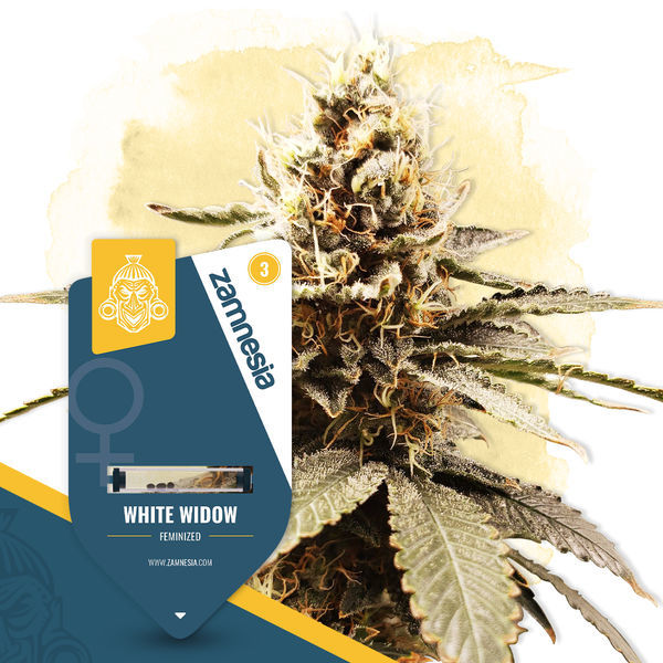White Widow (Zamnesia Seeds) Feminiserede