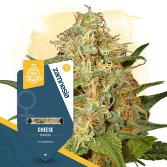 Cheese (Zamnesia Seeds) Feminiserede