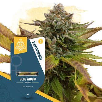 Blue Widow (Zamnesia Seeds) Feminiserede cannabisfr&oslash;