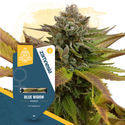 Blue Widow (Zamnesia Seeds) Feminiserede