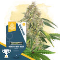 Monster Bud Kush (Zamnesia Seeds) Feminiserede