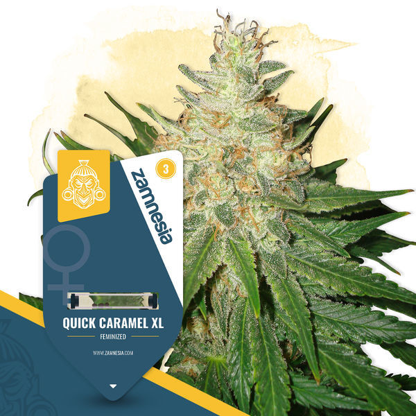 Quick Caramel XL (Zamnesia Seeds) Feminiserede