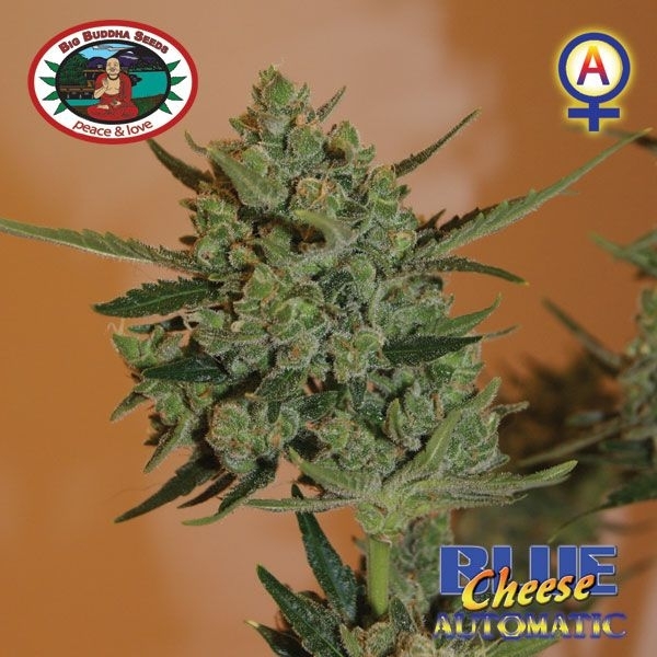 Blue Cheese Autoflower (Big Buddha Seeds) Feminiserede