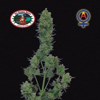 Blue Cheese Automatic (Big Buddha Seeds) feminiserede