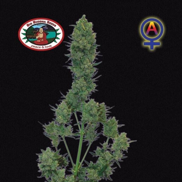 Blue Cheese Autoflower (Big Buddha Seeds) Feminiserede