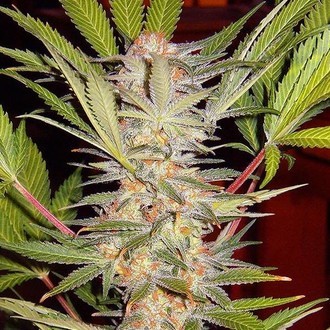 S.A.D. - F1 hurtig version (Sweet Seeds) Feminiserede
