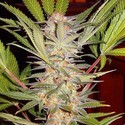 S.A.D. - F1 hurtig version (Sweet Seeds) Feminiserede