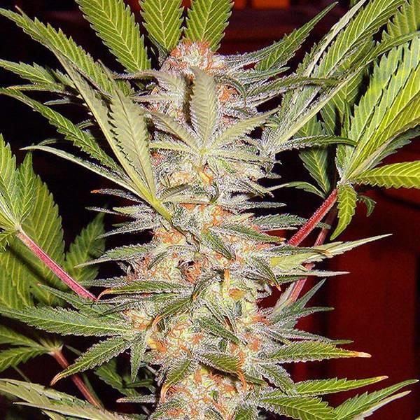 S.A.D. - F1 hurtig version (Sweet Seeds) Feminiserede