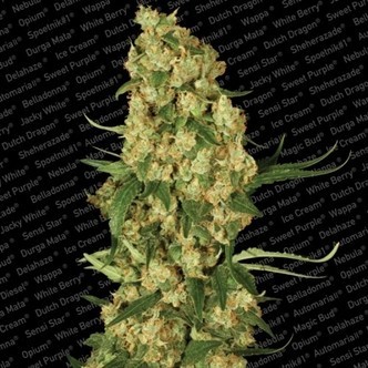 Wappa (Paradise Seeds) feminiserede cannabisfr&oslash;