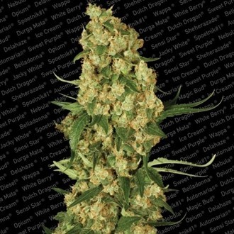 Wappa (Paradise Seeds) Feminiserede