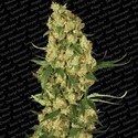 Wappa (Paradise Seeds) Feminiserede