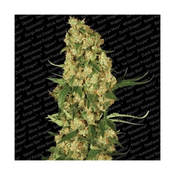 Wappa (Paradise Seeds) Feminiserede