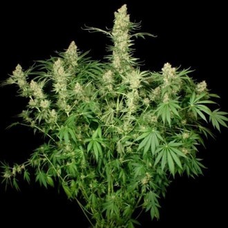 Wappa (Paradise Seeds) Feminiserede