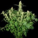 Wappa (Paradise Seeds) Feminiserede
