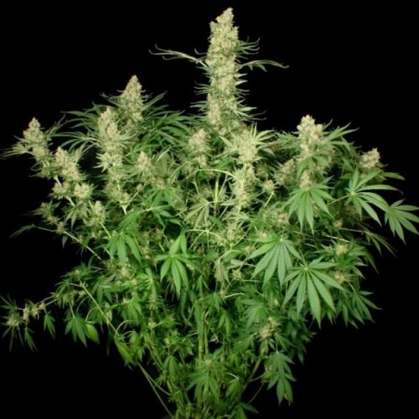 Wappa (Paradise Seeds) Feminiserede