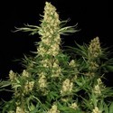 Wappa (Paradise Seeds) Feminiserede