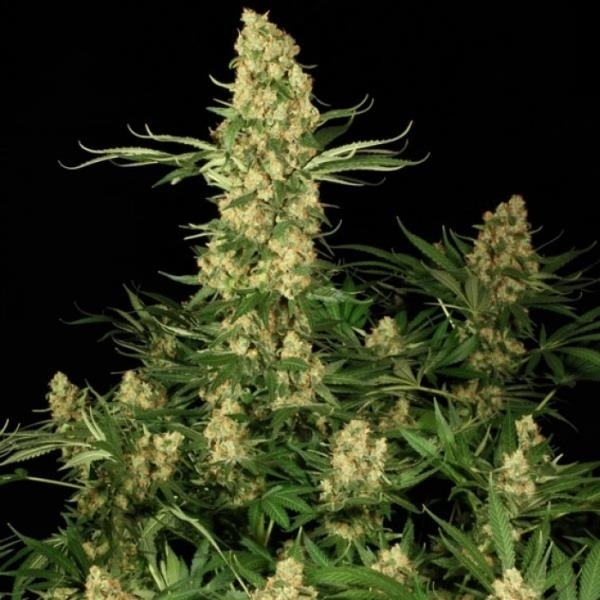 Wappa (Paradise Seeds) Feminiserede