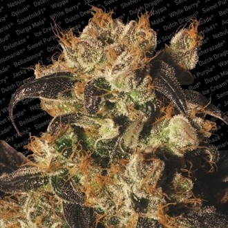 White Berry (Paradise Seeds) Feminiserede