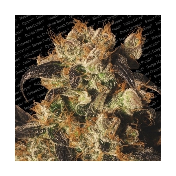White Berry (Paradise Seeds) Feminiserede